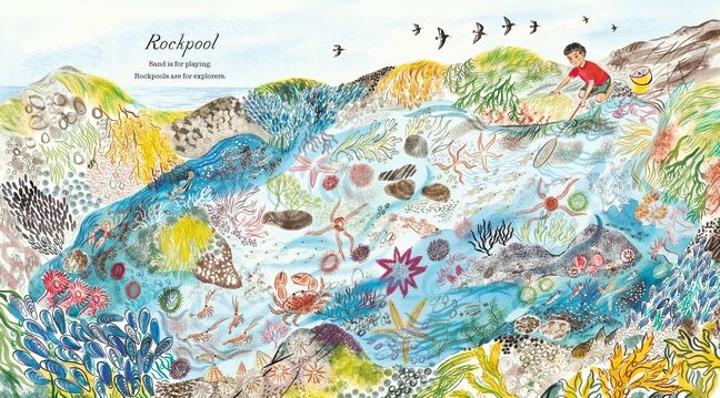 A First Book of the Sea by Nicola Davies - Image 4