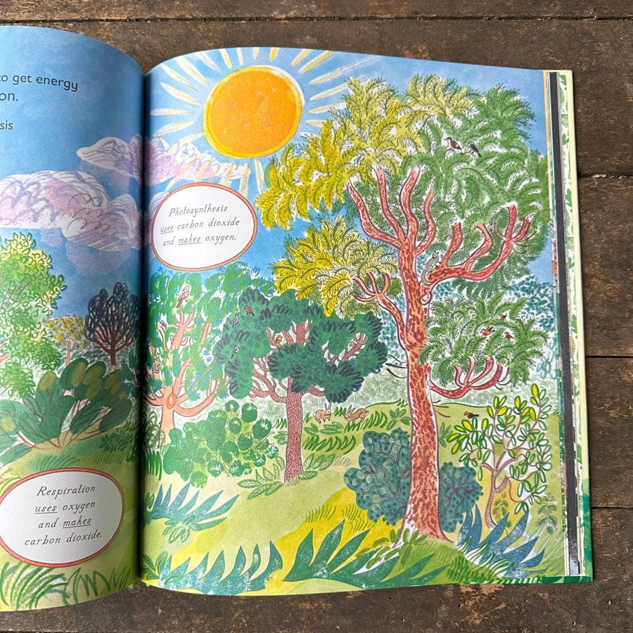 Green, The Story of Plant Life on Our Planet by Nicola Davies - Image 4