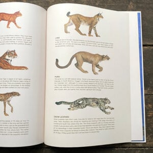 I Am Cat by Jackie Morris - Image 4