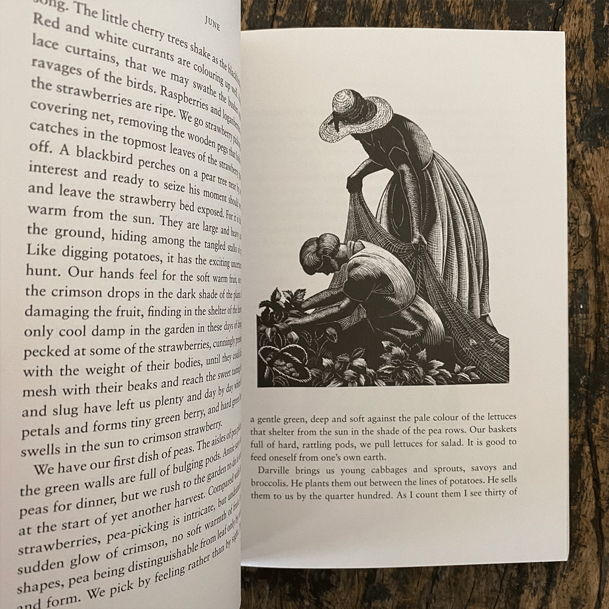 Four Hedges by Clare Leighton - Image 2