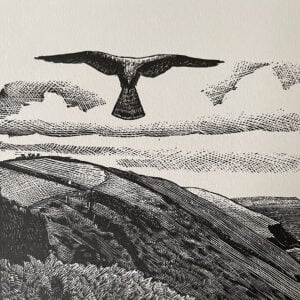 Kestrel by Charles Tunnicliffe - Image 2