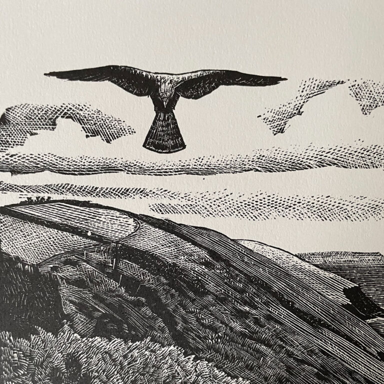 Kestrel by Charles Tunnicliffe - Image 2