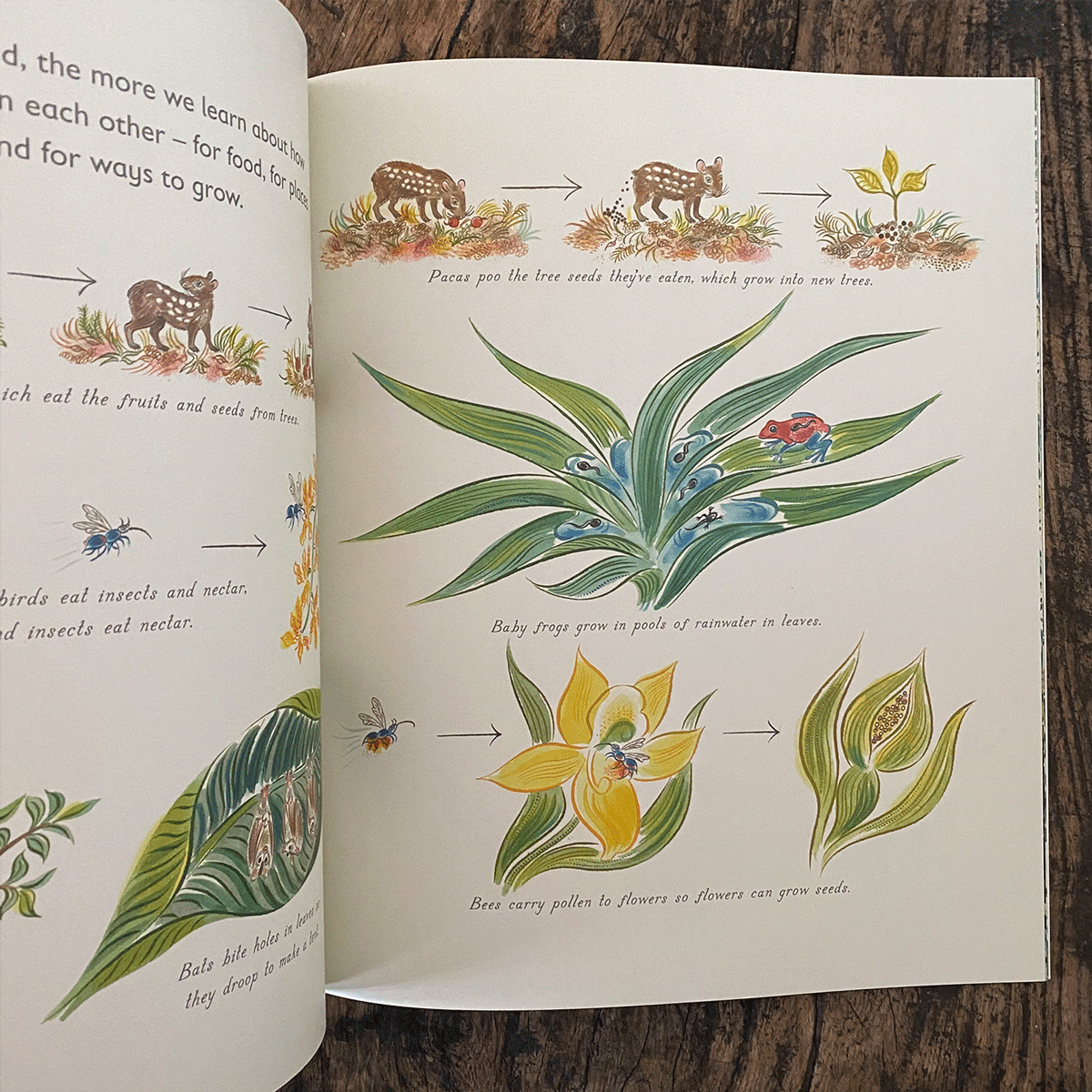 Lots: The Diversity of Life on Earth by Nicola Davies - Image 3