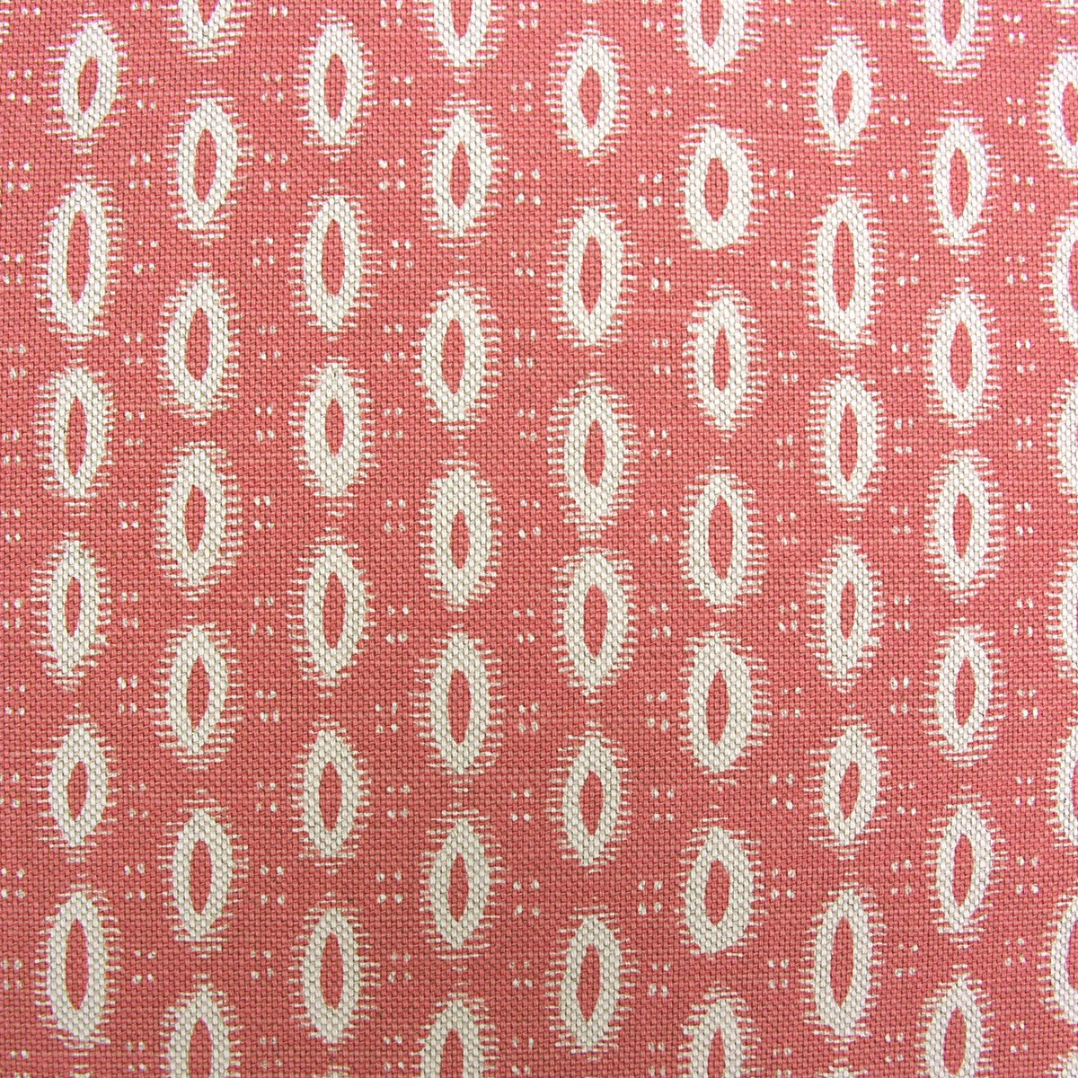 Macita - Bengal - Image 2