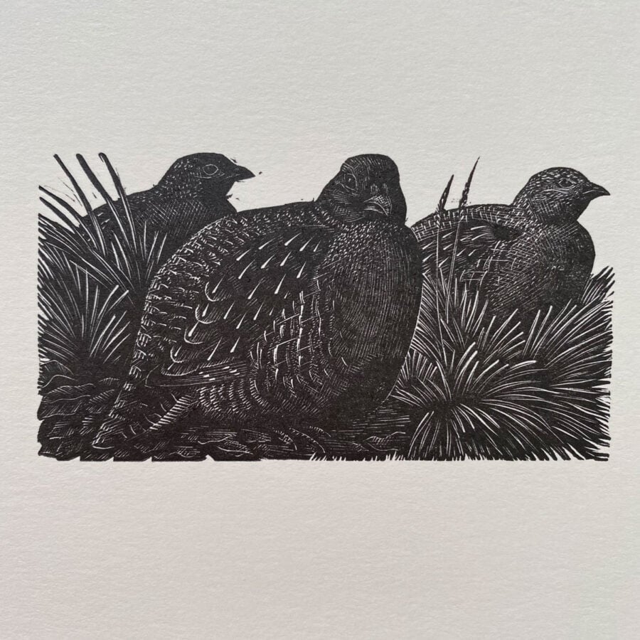 Tunnicliffe Notelet Set - Image 8