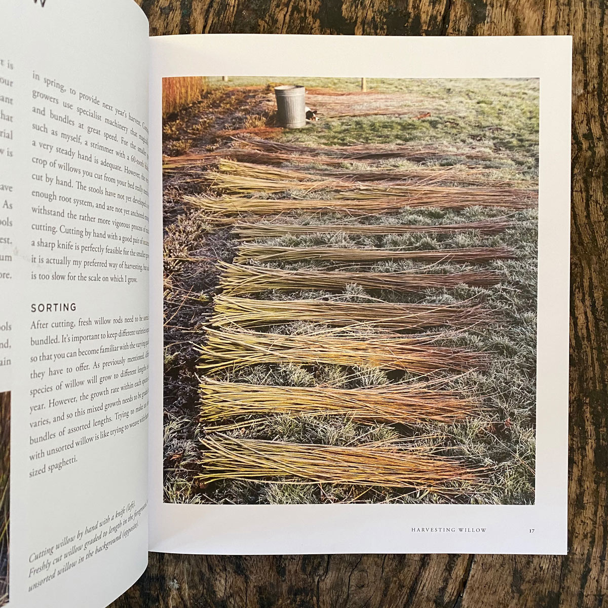 Willow by Jenny Crisp - Image 2