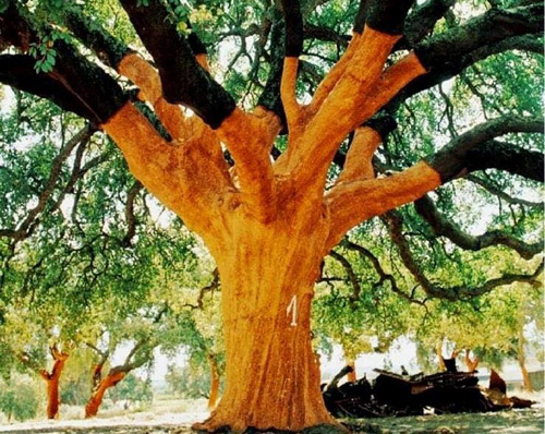 Assobiador - the Oldest Known Cork