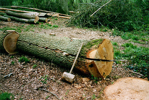 Cleaving Ten Foot Lengths of Oak in Childer Wood Cleft Oak