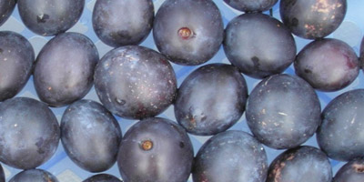 Damsons – September’s Calendar Blog