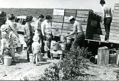 Gooseberry Harvest