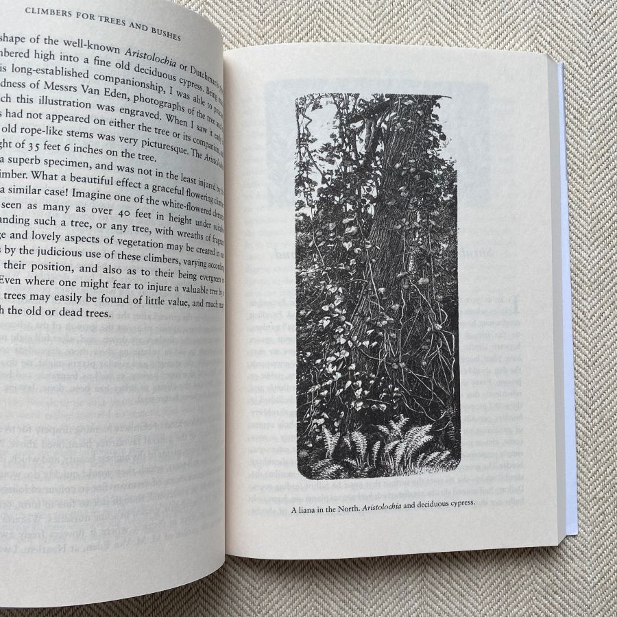 The Wild Garden by William Robinson - Image 2