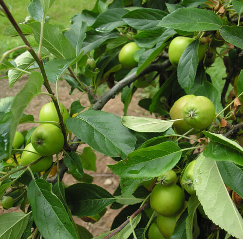 Apples at Chase
