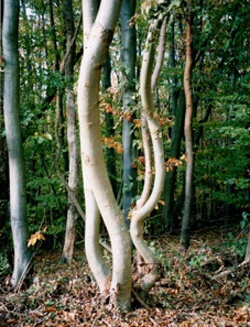 Marginal Ash for Freeform Furniture