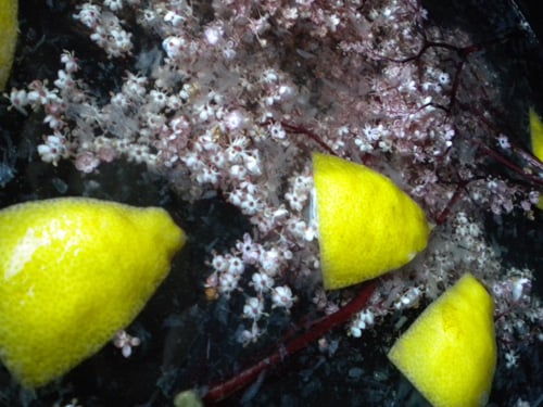 Elderberry Delights