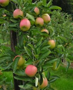Jazz Apples at Red Bank