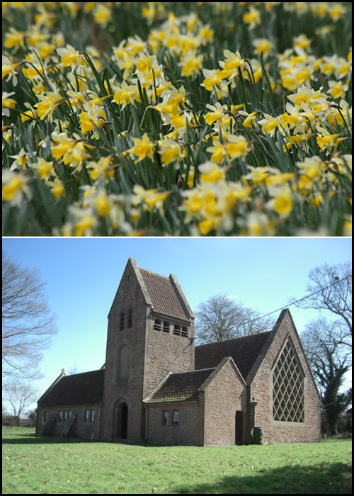 Kempley Daffodils