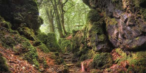 Puzzlewood