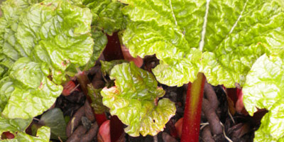 April 2013 – rhubarb, rhubarb, rhublog……