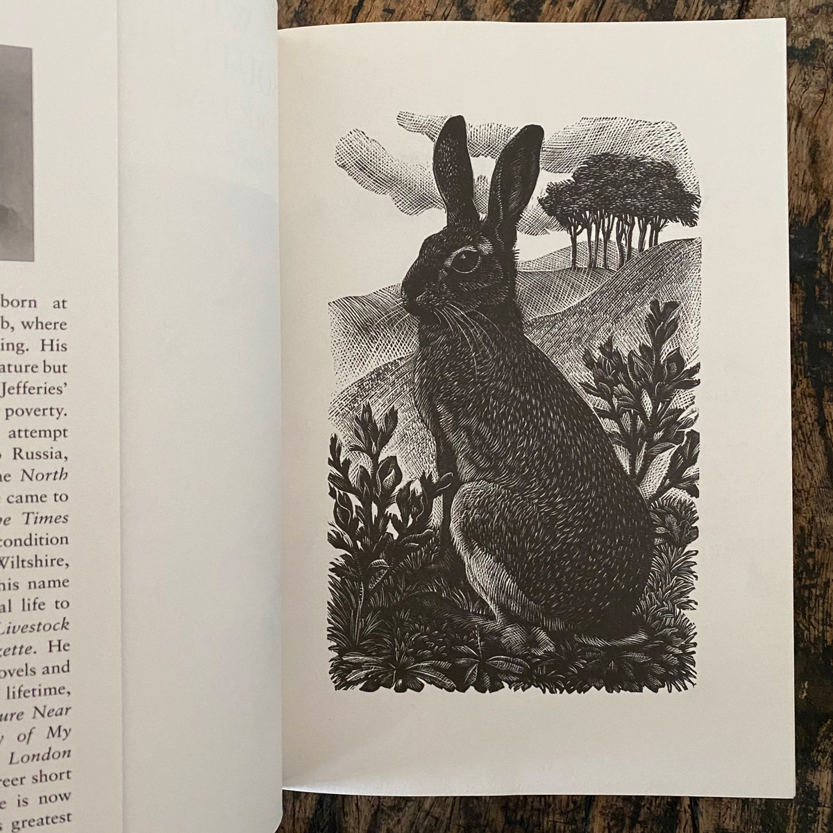 Wildlife in a Southern Country by Richard Jeffries