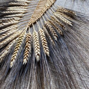 Corn Dolly - Black Welsh Border Fan CWW3 - Image 3