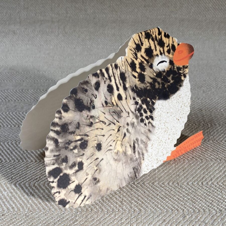 Arctic Tern Chick Card