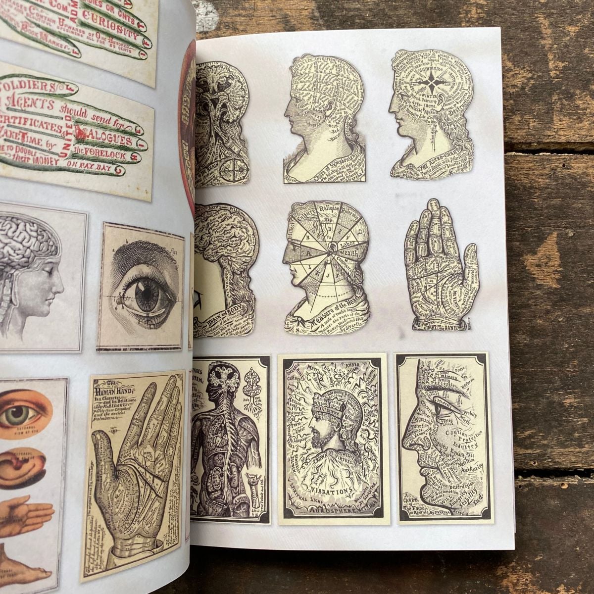 The Curious Collections Sticker Book - Image 2