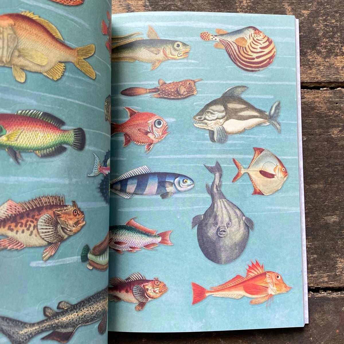The Curious Collections Sticker Book - Image 3