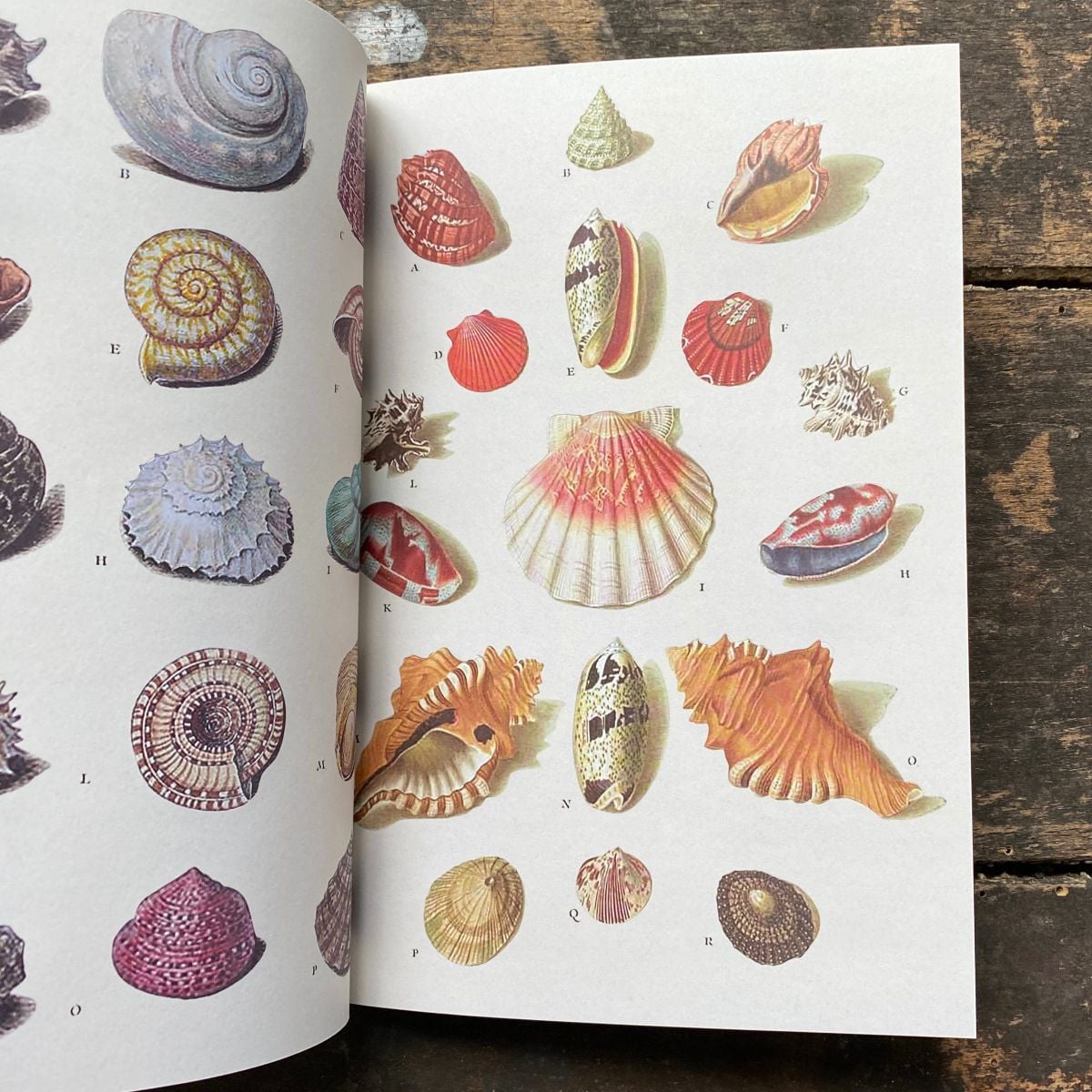 Curious Collections Sticker Book page