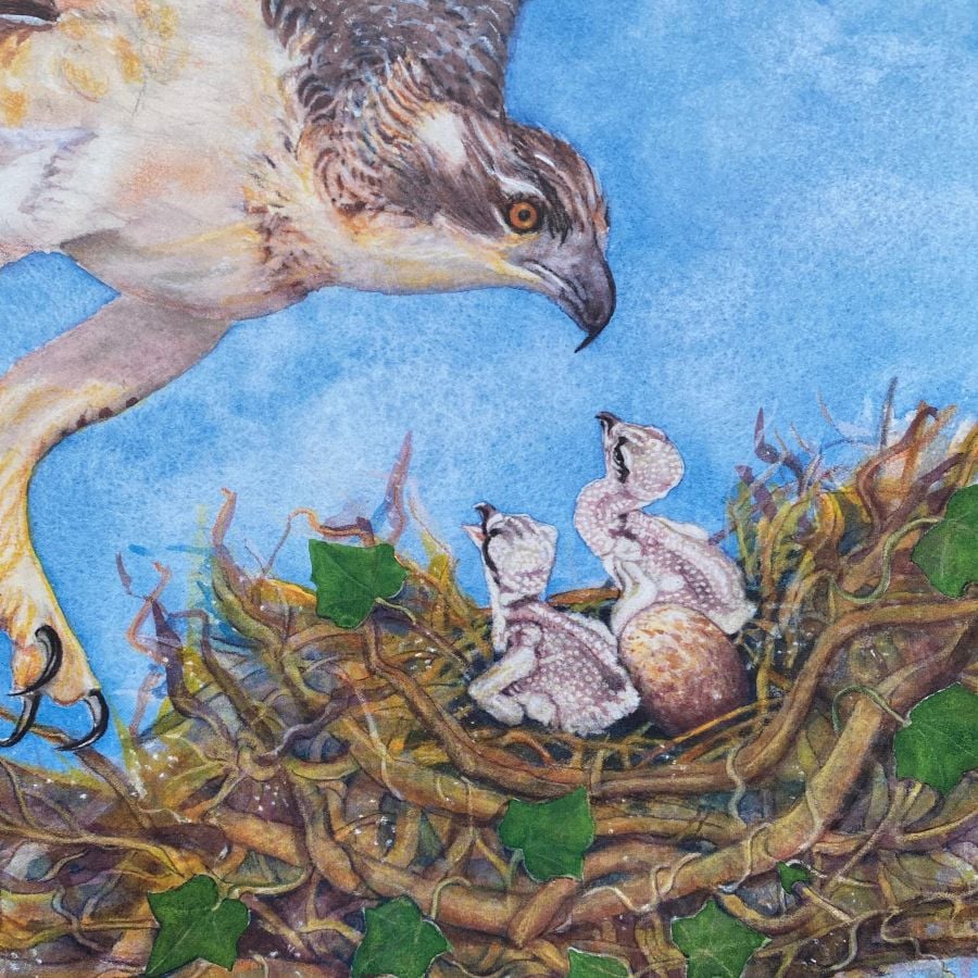 A Wild Lullaby by Jackie Morris and Cathy Fisher