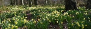 Kempley Wild Daffodils