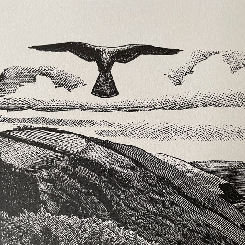 Kestrel by Charles Tunnicliffe