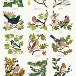 A Year of British Birds by Alice Melvin