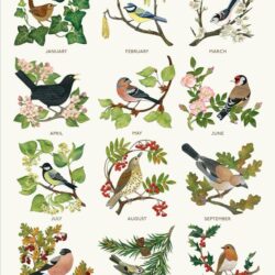 A Year of British Birds by Alice Melvin