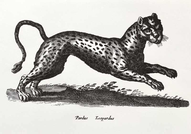 Leopard Print Passenger Press Tinsmiths