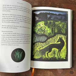 Wild Folk Book by Jackie Morris & Tamsin Abbott